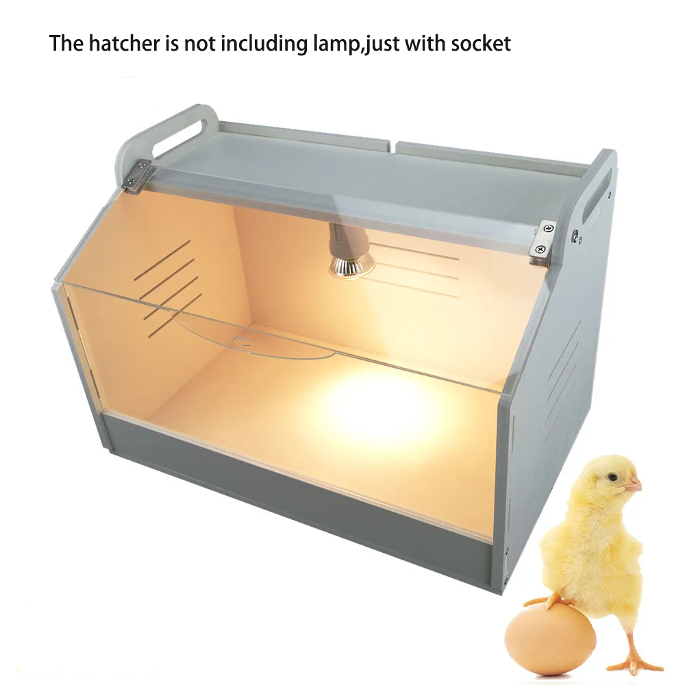 Hunting Quail - Brooding Incubator For Chicks Quail Pet