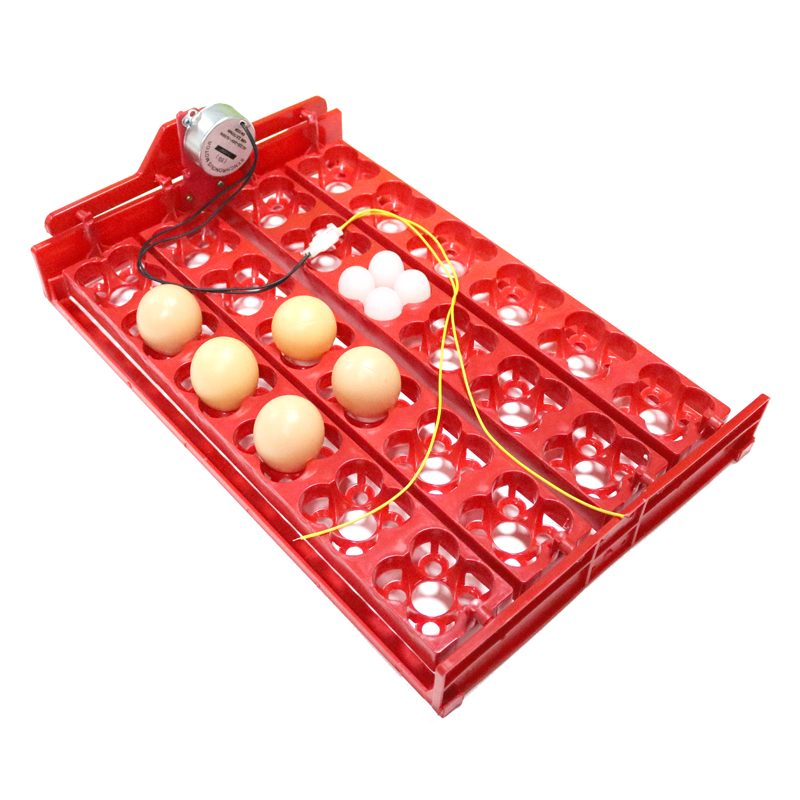 24 Eggs/96 Quail Eggs Hatching – Hunting Quail Bewertung und Preis