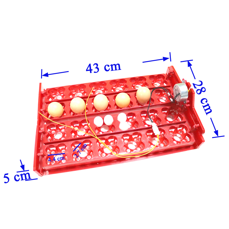 24 Eggs/96 Quail Eggs Hatching – Hunting Quail Bewertung und Preis
