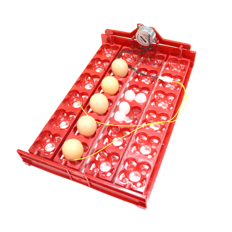 24 Eggs/96 Quail Eggs Hatching – Hunting Quail Bewertung und Preis