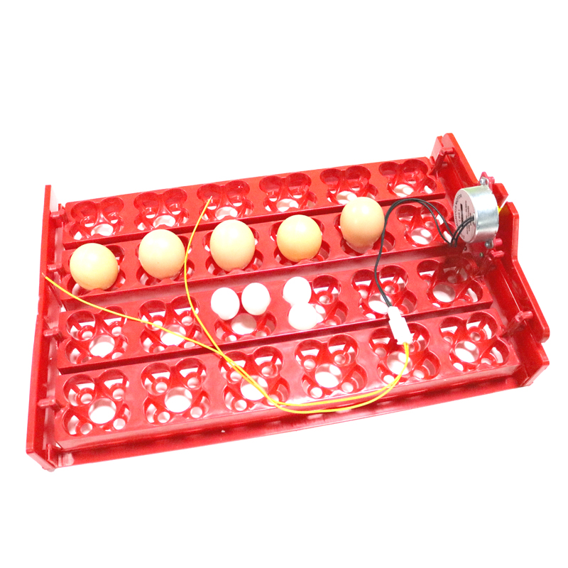 24 Eggs/96 Quail Eggs Hatching – Hunting Quail Bewertung und Preis
