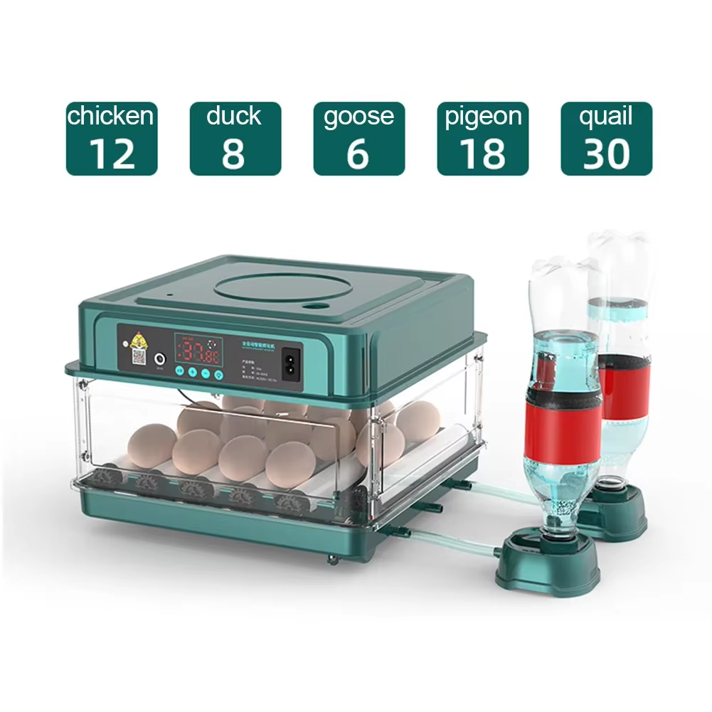 12 Chicken Egg Farm Bird Quail – Hunting Quail Bewertung und Preis