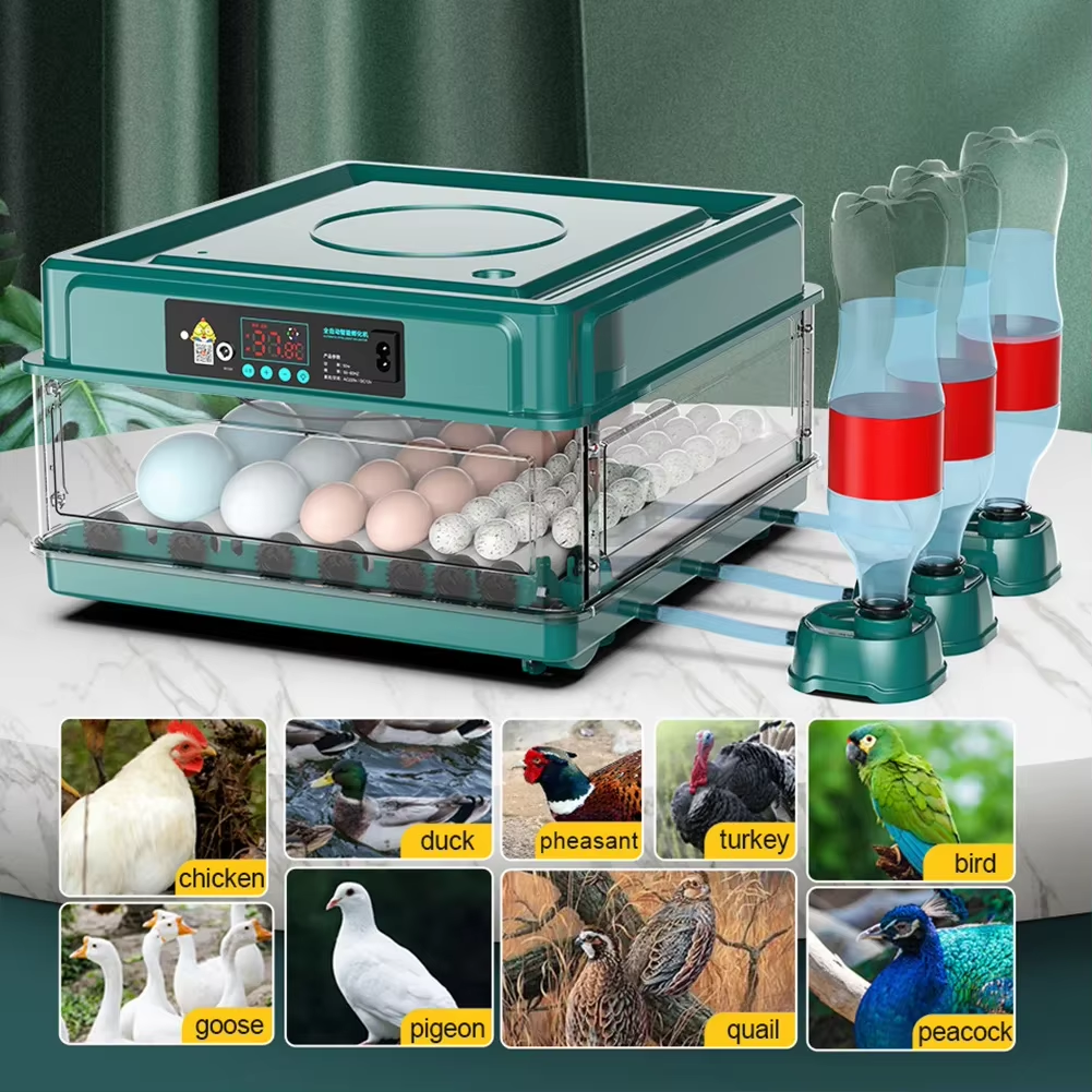 12 Chicken Egg Farm Bird Quail – Hunting Quail Bewertung und Preis